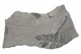 Pennsylvanian Fossil Fern (Neuropteris) Plate - Kentucky #224628-1